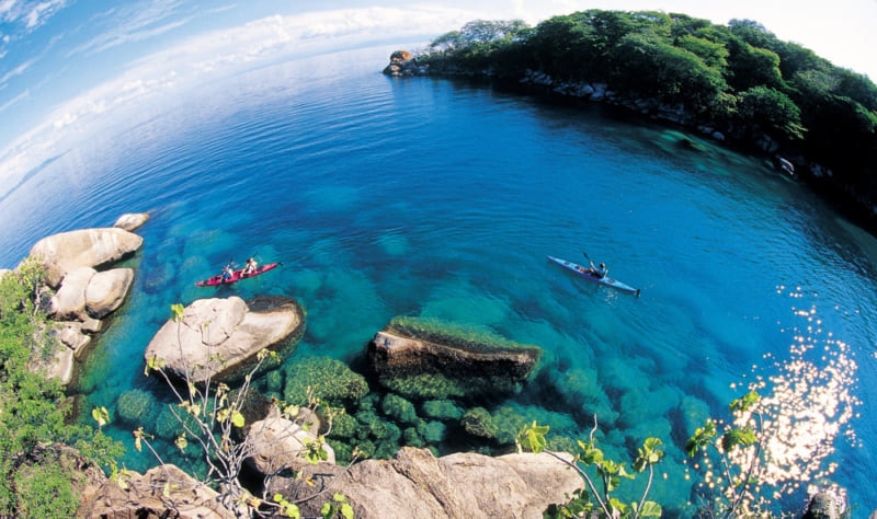 オフショア　シクリッド　オブ　レイクマラウイ マラウィ湖産シクリッド