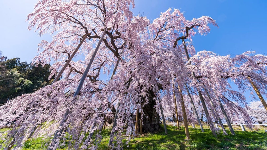 日本を代表する一本桜！福島県の三春滝桜の観光お役立ち情報をまとめました