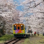 樽見鉄道 谷汲口駅の桜
