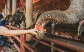 タイのターヤーンにあるワイルドライフフレンズ・ファンデーション