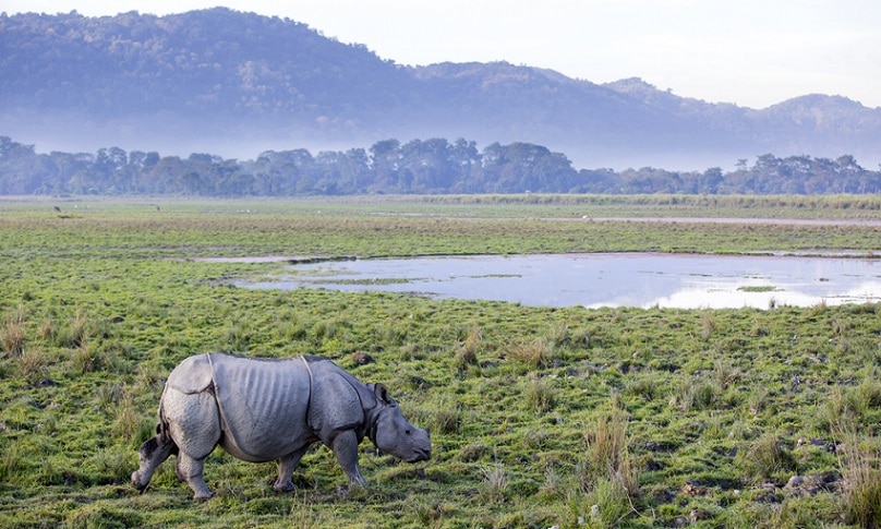 100年以上の歴史をもつインドの世界遺産！カジランガ国立公園