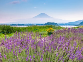 河口湖ハーブフェスティバル