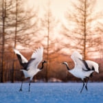 釧路湿原 タンチョウ