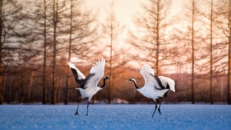 釧路湿原 タンチョウ