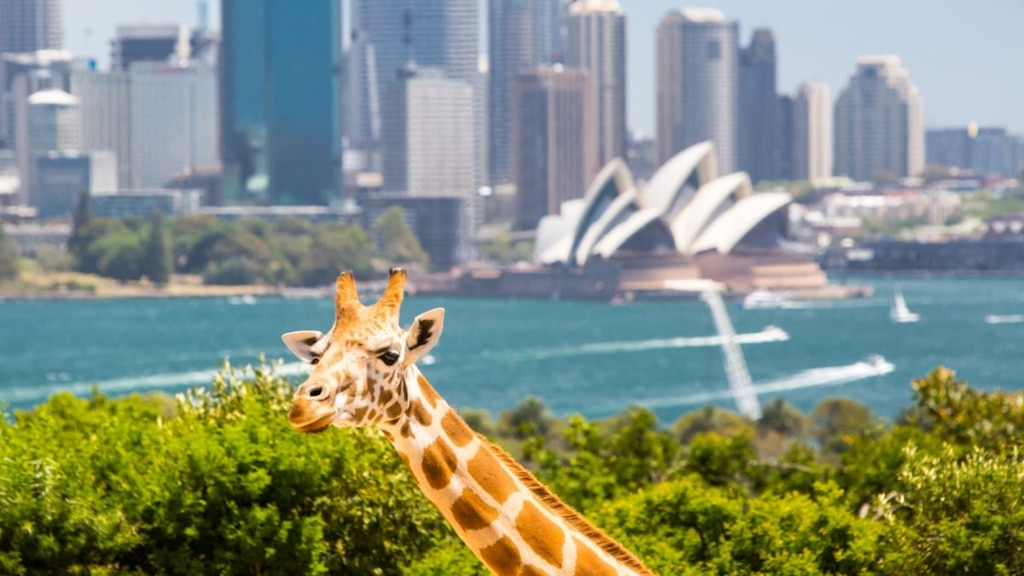 豪州最古・最大「タロンガ動物園」はシドニーの必見観光スポット！