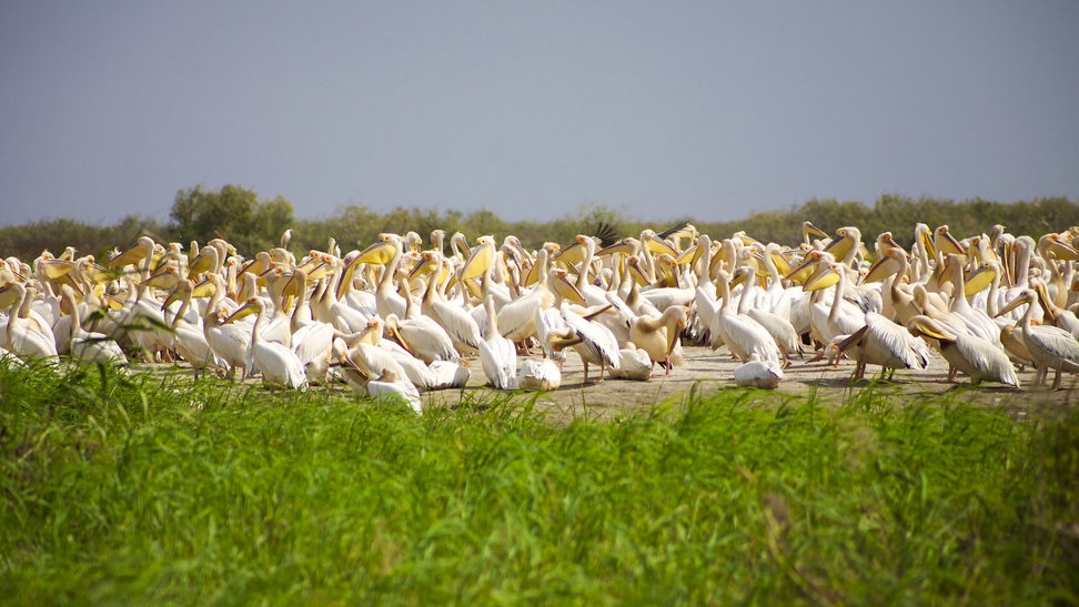 300万羽の渡り鳥が飛来する世界遺産ジュッジ国立鳥類保護区