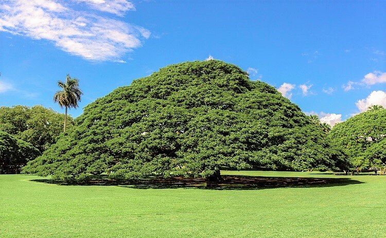 気になる木で有名なオアフ島・セントラルのおすすめ観光プラン
