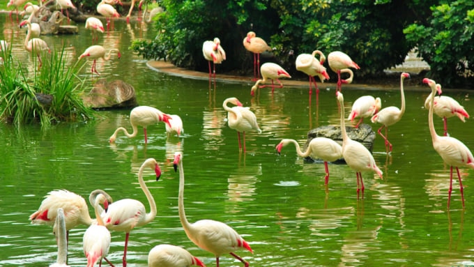 フラミンゴが見られる都会のオアシス 香港 九龍公園 の楽しみ方 Skyticket 観光ガイド