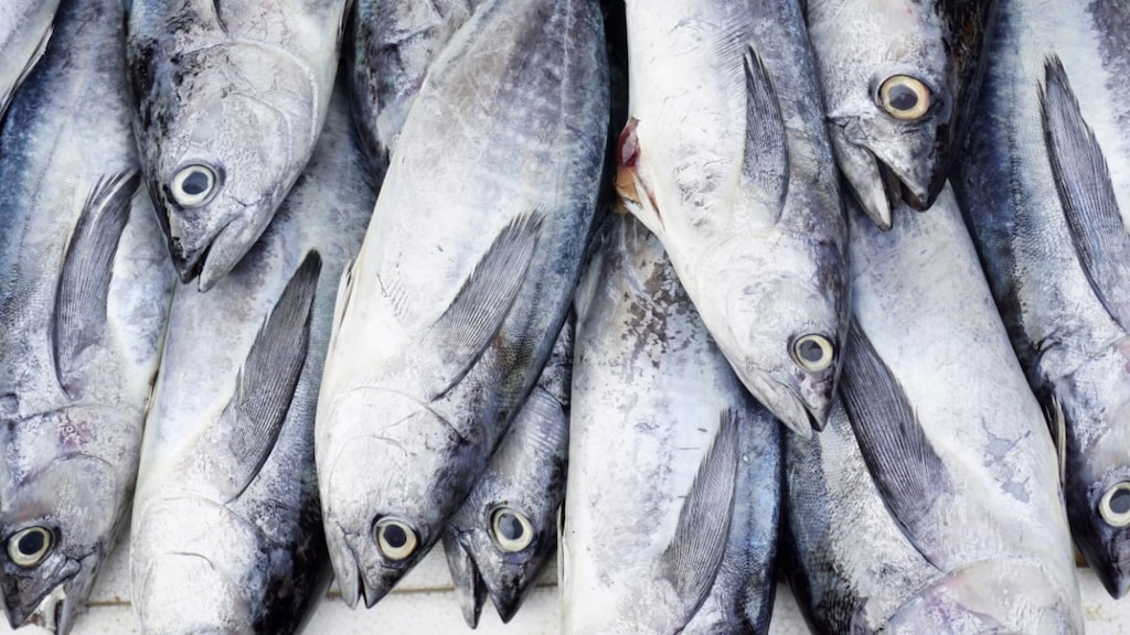 石垣島でおすすめ鮮魚店！漁港内を巡って旬の魚を堪能しよう