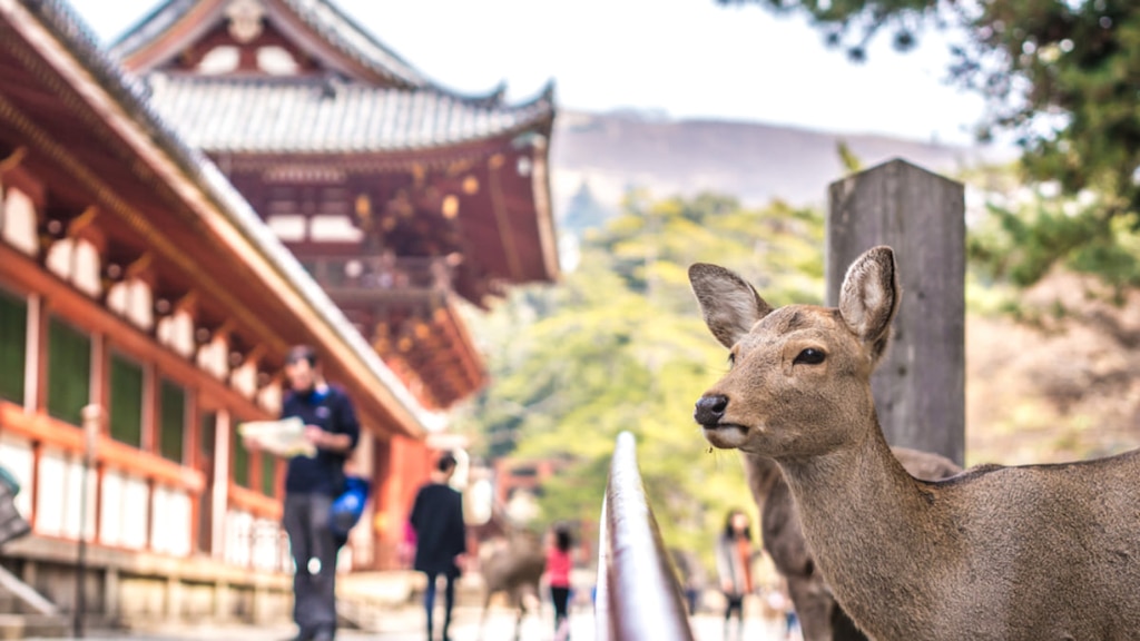 奈良市のおすすめホテル10選｜古都・奈良の魅力をホテルでも堪能しよう！