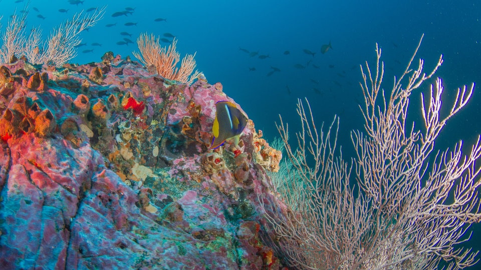 海洋生物のパラダイス！コロンビアの世界遺産「マルペロの動植物保護区」