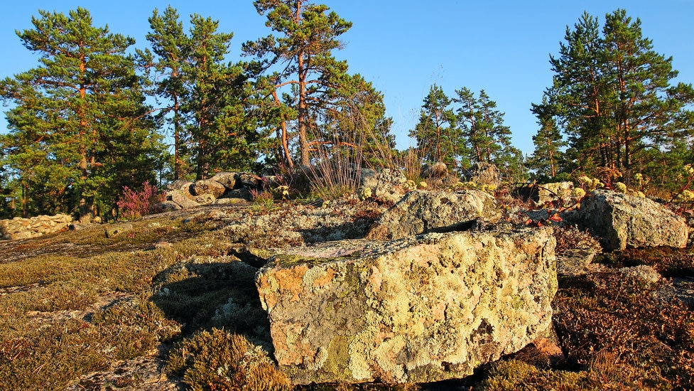 フィンランドの世界遺産、サンマルラハデンマキの青銅器時代の石塚墳！