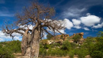 マプングブエの文化的景観（南アフリカ世界遺産）