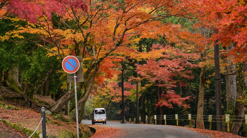 世界遺産の古都・奈良を満喫できる、オススメのドライブコース3選をご紹介
