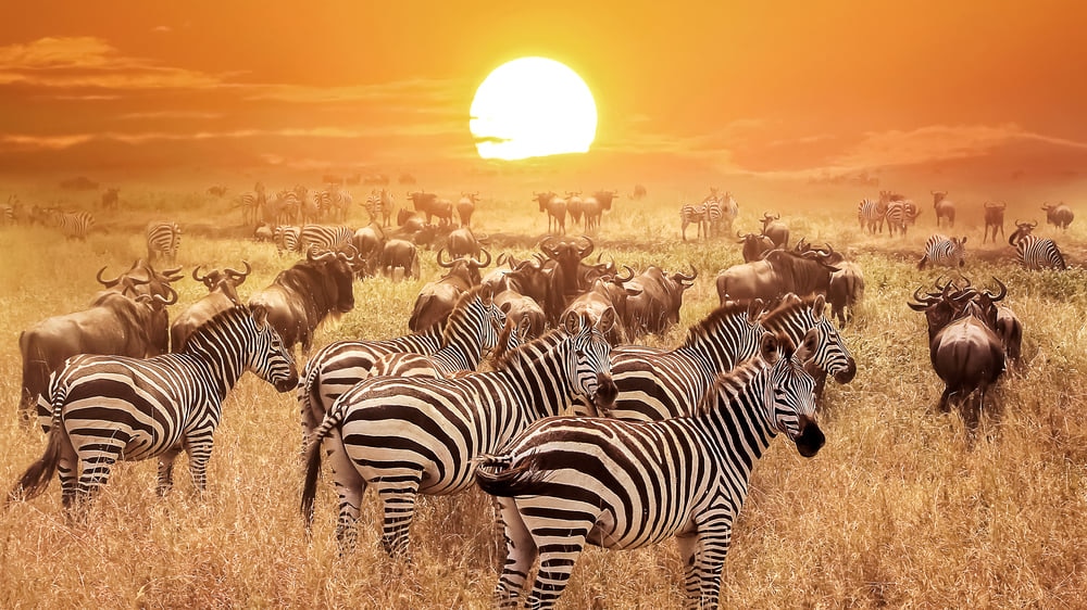 未だ見ぬ景色がそこに！「動物の楽園」タンザニアの世界遺産7選