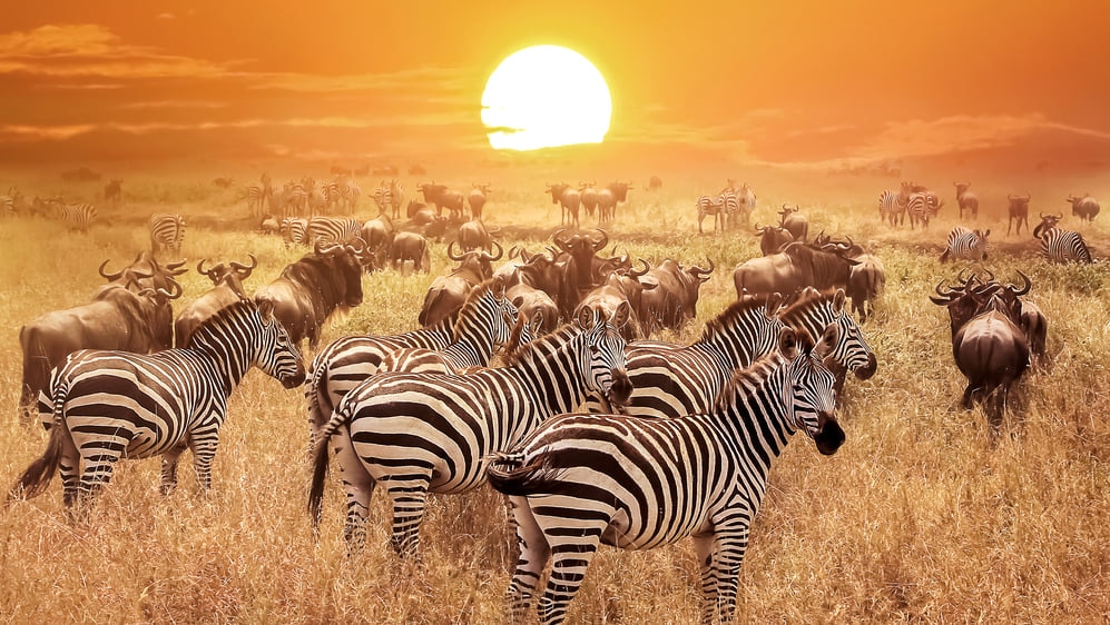 夢にまで見た野生の王国へ！タンザニアの世界遺産セレンゲティ国立公園