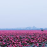 ウドンタニの日の出の紅蓮の海、まだ見たことのないタイの景色