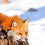 かわいいキツネたちに出会える