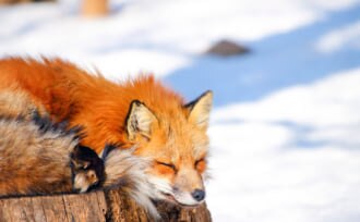 かわいいキツネたちに出会える