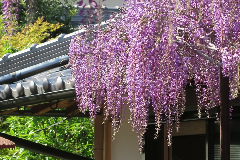 静岡県磐田市にある、今も昔も変わらず愛され続ける歴史あるお祭り・3選