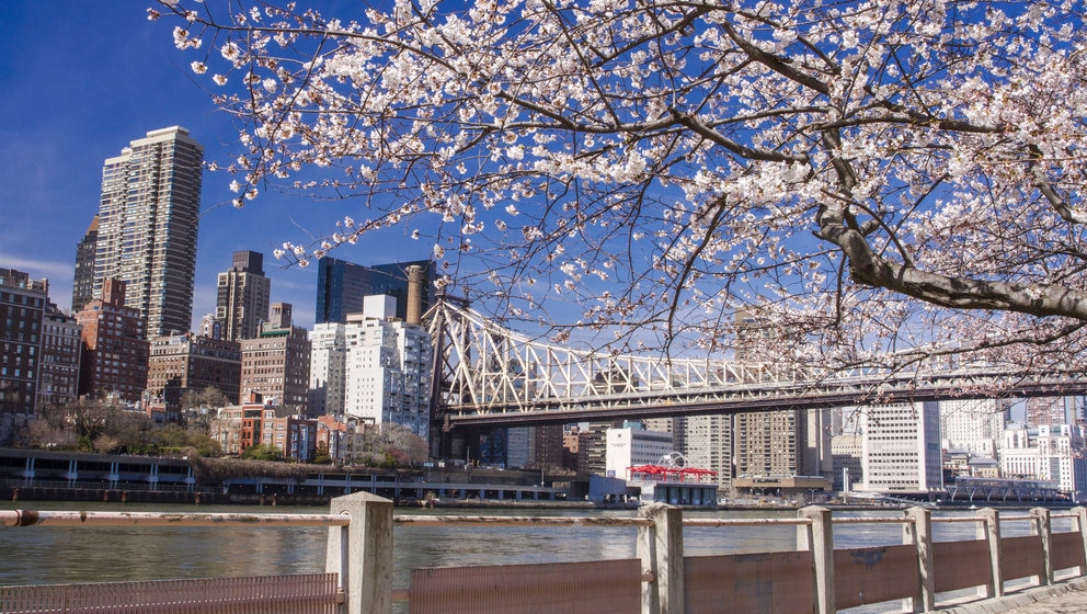 ニューヨーク マンハッタンの桜の名所 ルーズベルト島の魅力とは Skyticket 観光ガイド