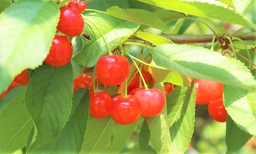 山形県のお土産6選｜絶品お菓子がズラリ？