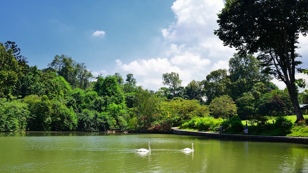 シンガポールが誇る唯一の世界遺産！歴史あるシンガポール植物園