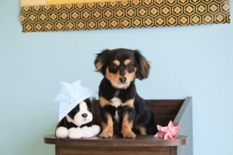 愛犬と泊まれる