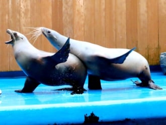 動物たちのパフォーマンスも見どころ