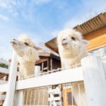 アルパカもあなたを待っている