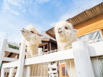 アルパカもあなたを待っている