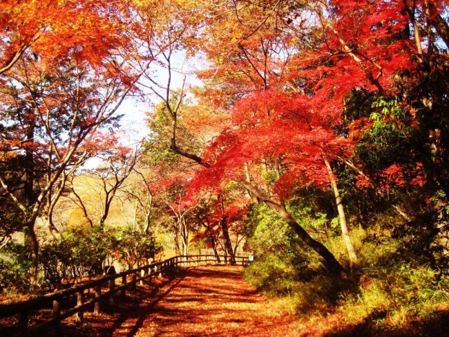 東京の里山 狭山丘陵 ススキやイロハモミジが紅葉まもなく見頃 Skyticket 観光ガイド