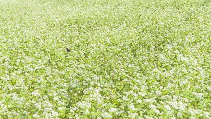 まるで桃源郷 徳島県三好市東祖谷の そばの花 が見頃 Skyticket 観光ガイド