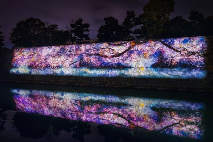 二条城 桜まつり21開催 ライトアップの見どころは Skyticket 観光ガイド