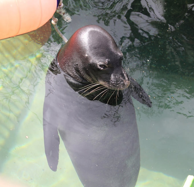 ホノルル動物園とワイキキ水族館は 子ども連れのハワイ観光におすすめ Skyticket 観光ガイド