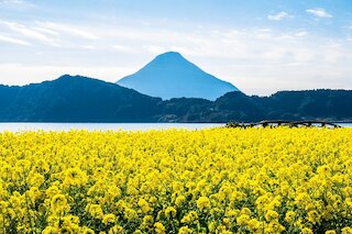 指宿