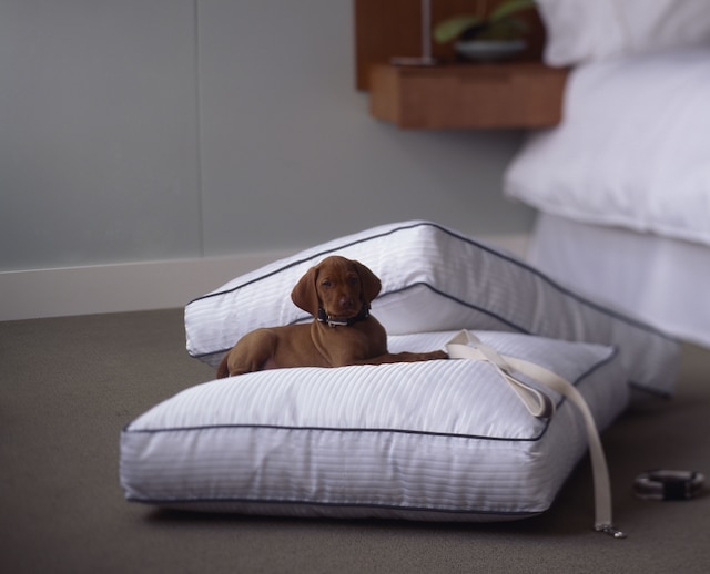 ザ ウェスティン ワシントン,  D.C. シティ センター