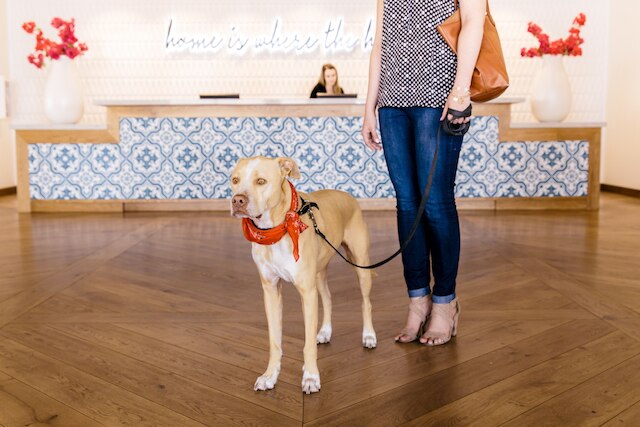 ホテル アデライン スコッツデール トリビュート ポートフォリオ ホテル