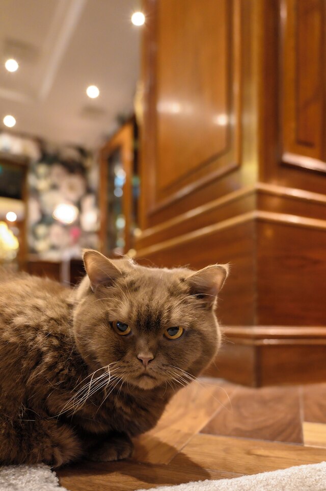 ホテル エセレーア