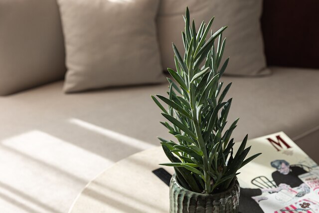 アルマナックXアルクロンプラハ