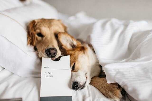 ザ ウェスティン ベイショア バンクーバー