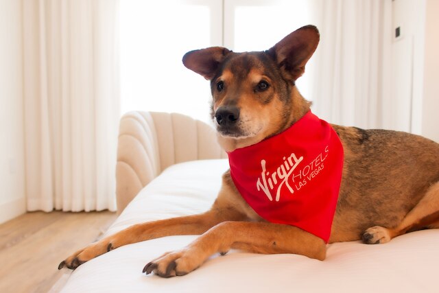 ヴァージン ホテルズ ラスベガス、キュリオ コレクション バイ ヒルトン