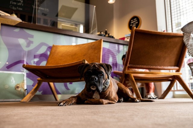 ヴィラ カールトン - 大人限定