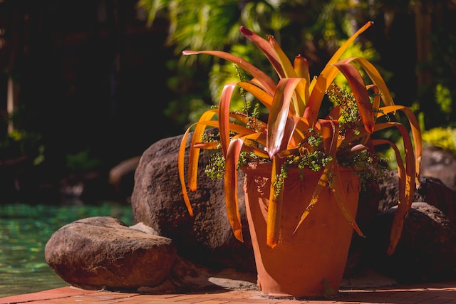 パーム ロイヤル ケアンズ