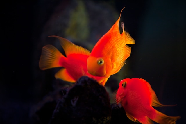 ワシントンプラザホテル