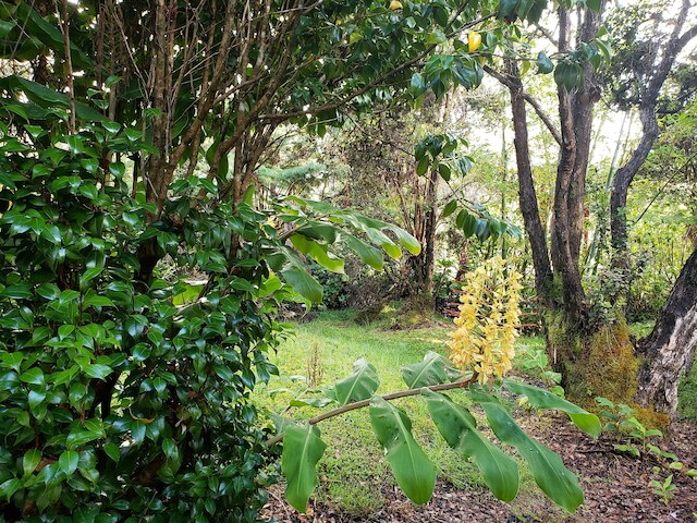 ボルケーノハレ