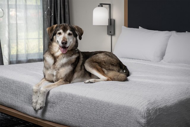 ホームウッド スイーツ バイ ヒルトン バンクーバー - ポートランド