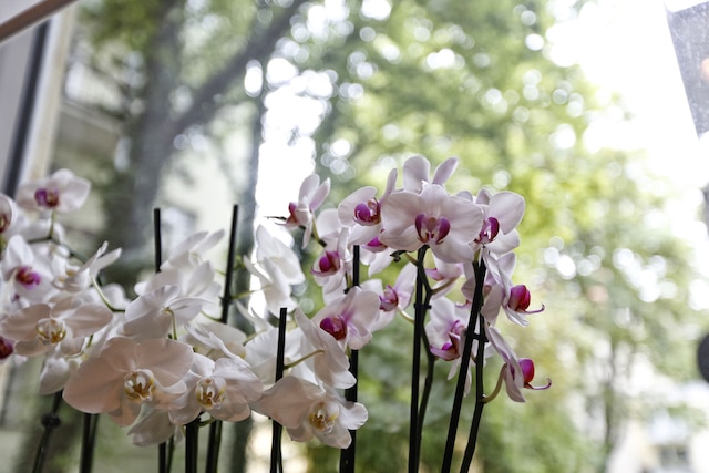 ホテル ニンフェンブルグ シティ