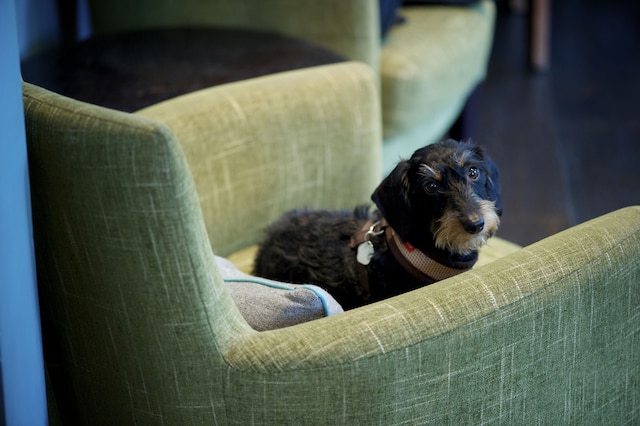 ザ ロッジ ホテル - パトニー