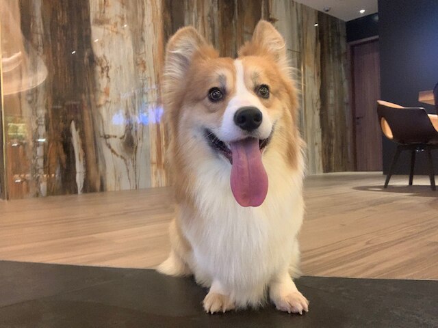 オアシス アベニュー - A GDH ホテル (香港粵海酒店)